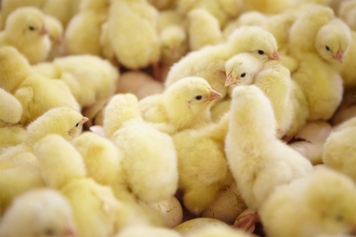 Broeierij Lafaut Fotografie