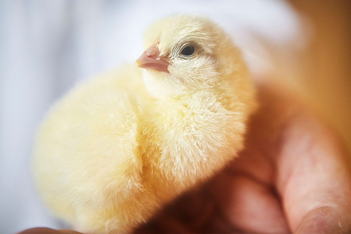 Broeierij Lafaut Fotografie