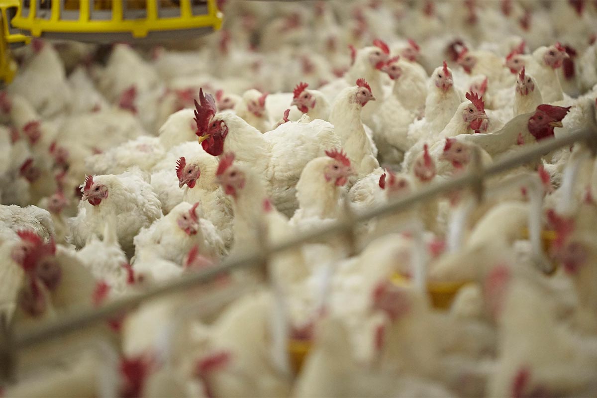 Broeierij Lafaut Fotografie